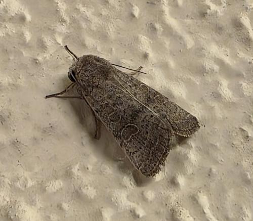 Hoplodrina sp.